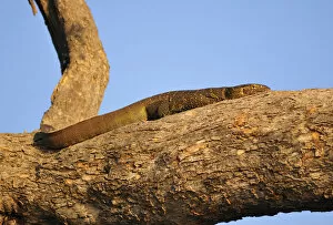 Images Dated 16th November 2012: Water Monitor Lizard suning on tree branch, Chobe National Park, Botswana, Africa