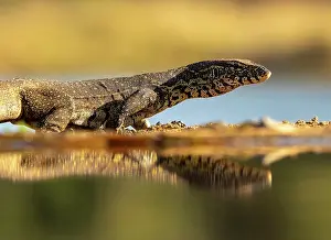 Reptile Prints: Water monitor lizard, Zimanga Private Game Reserve, KwaZulu Natal, South Africa