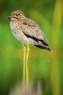 Natural Environment Prints: Water thick-knee (Burhinus vermiculatus)