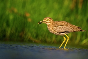 Close Ups Prints: Water thick-knee (Burhinus vermiculatus)