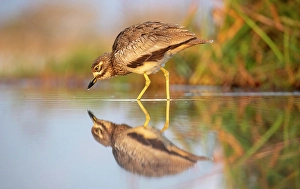 Water Thick Knee Prints: Water thick knee, Zimanga Private Game Reserve, Natal, South Africa