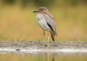 Game Reserve Prints: Water thick knee, Zimanga Private Game Reserve, KwaZulu Natal, South Africa