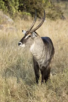 Wild Animal Gallery: Waterbuck Antelope, Serengeti Natioanl Park, Tanzania