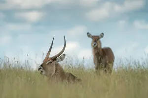 Afica Prints: waterbucks (Kobus ellipsiprymnus) in the Maasaimara, Kenya
