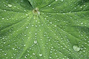 Munich Prints: Waterdrop on leaf - Germany, Bavaria, Upper Bavaria, Munich, Westpark