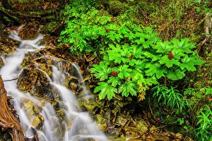 Streams Prints: Waterfall with clubroot, Skagway, Alaska, USA