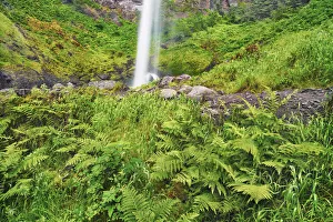 Temperate Rain Forest Prints: Waterfall Elowah Falls with ferns - USA, Oregon, Multnomah, Yeon State Park