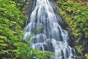 Temperate Rain Forest Prints: Waterfall Fairy Falls in Pacific rainforest - USA, Oregon, Multnomah