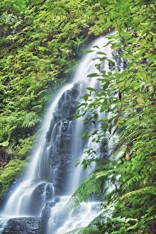 Temperate Rain Forest Prints: Waterfall Fairy Falls in Pacific rainforest - USA, Oregon, Multnomah