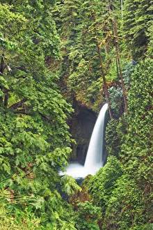 Temperate Rain Forest Prints: Waterfall Metlako Falls in Pacific rainforest - USA, Oregon, Multnomah