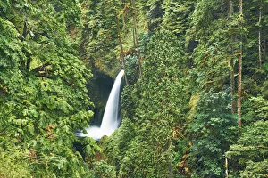 Temperate Rain Forest Prints: Waterfall Metlako Falls in Pacific rainforest - USA, Oregon, Multnomah