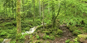Stream Gallery: Waterfall at Monbachtal Valley, Black Forest, Baden-Wurttemberg, Germany