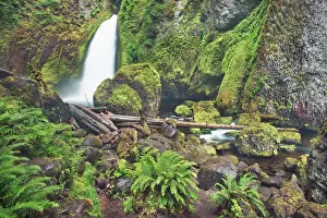 Temperate Rain Forest Prints: Waterfall Wahclella Falls in Pacific rainforest - USA, Oregon, Multnomah, Tanner Creek
