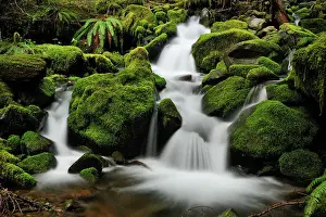 Tranquil Tranquility Prints: Waterfalls and mossy cascades in a stream along the trail to Sol Duc Falls