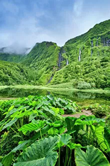 Nature Reserve Collection: Waterfalls at Poco da Ribeira do Ferreiro, a nature reserve. In the foreground the giant leaves of