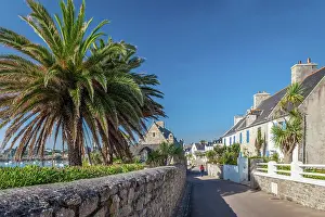Ile De Batz Prints: Waterfront promenade with palm trees on the Ile de Batz, Finistere, Brittany, France
