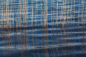 Milan Prints: Waves betweeen a reed at Idroscalo lake, Milan, Lombardy, Italy