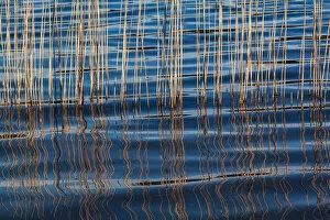 Serene Collection: Waves betweeen a reed at Idroscalo lake, Milan, Lombardy, Italy
