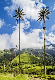 Wax Palms (Ceroxylon quindiuense), Cocora Valley, Salento, Quindio Department, Colombia