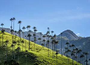 Images Dated 7th December 2018: Wax Palms (Ceroxylon quindiuense), Cocora Valley, Salento, Quindio Department, Colombia