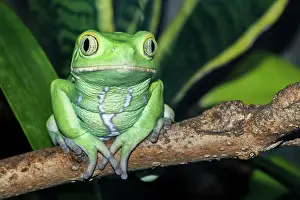 Captive Bred Prints: Waxy Monkey Frog (Phyllomedusa sauvagii) - captive bred