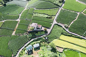 Kansai Prints: Wazuka Tea Plantation from above, Kansai, Japan