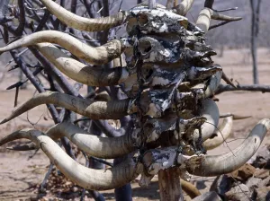Namibian Tribe Gallery: When the wealthy and important head of a Himba lineage dies