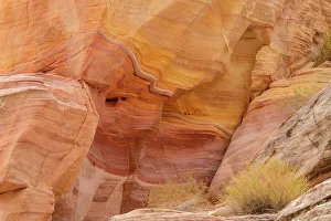 Shrubs Prints: Weathered red rock formations along the White Dome trail