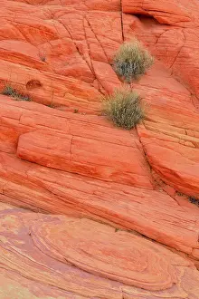 Shrubs Prints: Weathered sandstone rock formations and desert shrubs along the Scenic Drive- Rainbow Vista