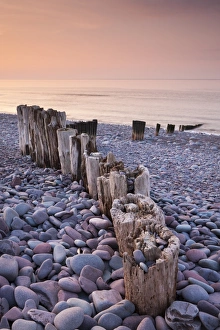 Weathered wooden groyne on Bossington Beach at sunset, Exmoor National Park, Somerset, England Weathered wooden groyne on Bossington Beach at sunset, Exmoor National Park, Somerset, England