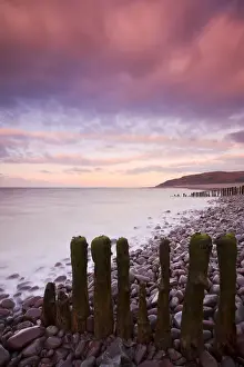 Weathered wooden groynes on Porlock Beach under a pink sunset sky, Exmoor National Park, Somerset, England. Winter (February) 2010