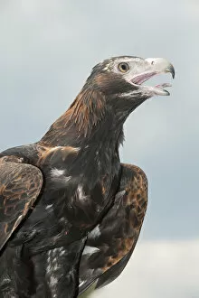 Images Dated 11th July 2013: Wedge-tailed eagle (Aquila audax) squawking, Brisbane, Queensland, Australia