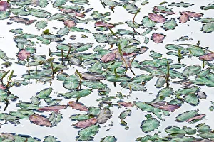 High Key Prints: Some weeds on the surface of a lake in the Dolomites. Italy