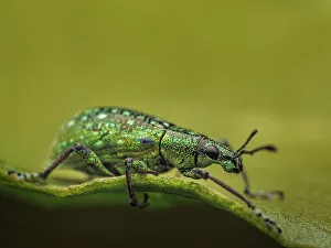 Pura Vida Prints: Weevil (Snout Beetle), Turrialba, Cartago, Costa Rica