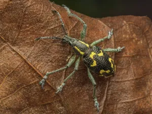 Insects Prints: A Weevil species from Boca Tapada, Alajuela Province, Costa Rica