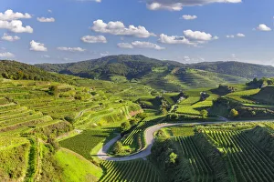 Weinberge bei Oberbergen, Kaiserstuhl, Breisgau, Schwarzwald, Baden- Wurttemberg, Deutschland