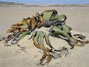 A Welwitschia mirabilis plant grows in sandy soil in