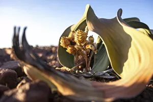 Damaraland Gallery: Welwitschia Plant, Damaraland, Namibia