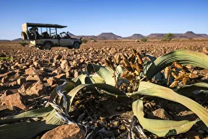 Welwitschia Plant, Damaraland, Namibia