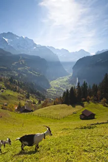 Wengen & Lauterbrunnen valley, Berner Oberland, Switzerland