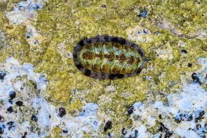 Seashores Prints: West Indian fuzzy chiton (Acanthopleura granulata)