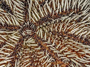 Marine Invertebrate Prints: West Indian Sea Egg (Tripneustes ventricosus)