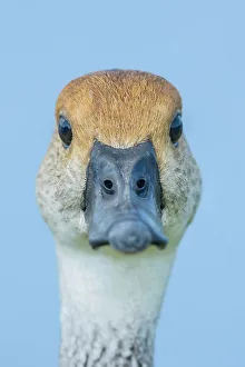 Duck Prints: West Indian Whistling Duck (Dendrocygna arborea)