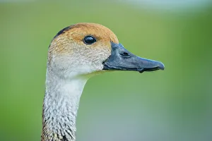 Duck Prints: West Indian Whistling Duck (Dendrocygna arborea)