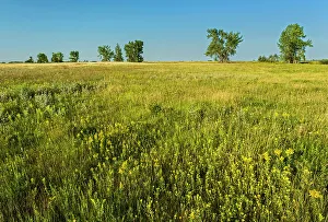 Grasslands Prints: West Souris mixed-grass prairie Broomhill, Manitoba, Canada