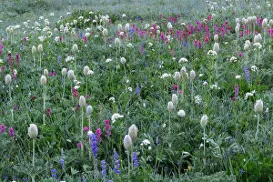 Rainier Prints: Western Anemone, Magenta Paintbrush