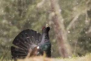 Animalia Prints: Western Capercaillie or Wood Grouse (Tetrao urogallus) male displaying, Stelvio National