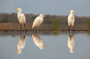 Natal Prints: Western cattle egrets, Zimanga Private Game Reserve, Natal, South Africa