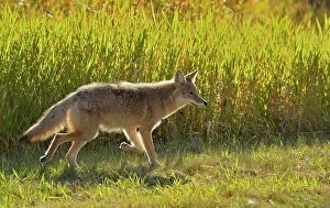 Images Dated 11th July 2023: Western coyote (Canis latrans) at edge of aspen forest Elk Island National Park, Alberta, Canada