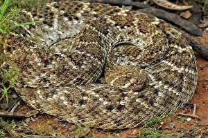 Females Prints: Western diamondback rattlesnake (Crotalus atrox), Rio Grande City, Texas, USA